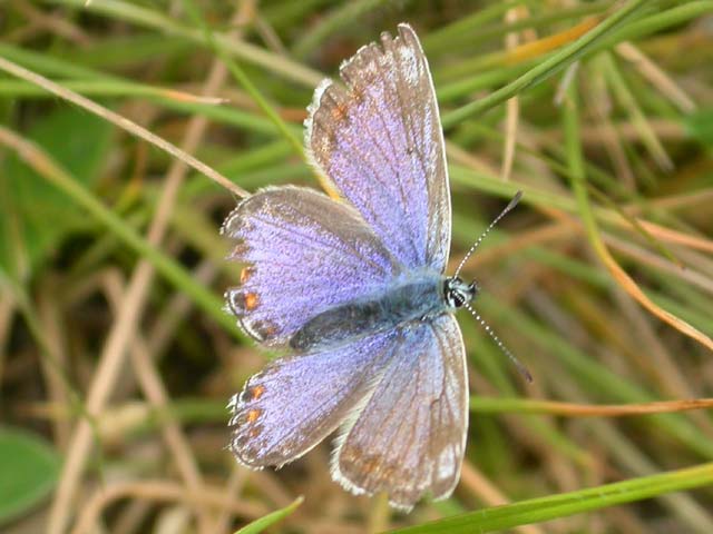 Image of Common Blue butterfly on n/a plant