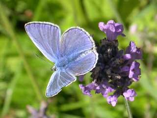 Common Blue butterfly on Lavender
