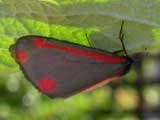 Image of Cinnabar moth