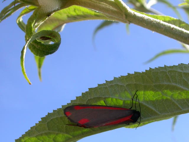 Image of Cinnabar moth moth on Buddleia plant