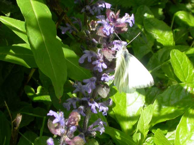 Image of Green-veined White butterfly on Bugle plant