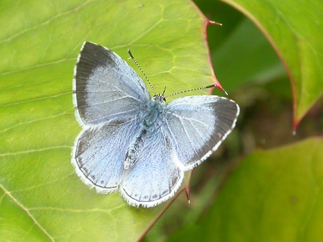 Image of Holly Blue butterfly on Holly plant