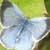 thumbnail link to Holly Blue image