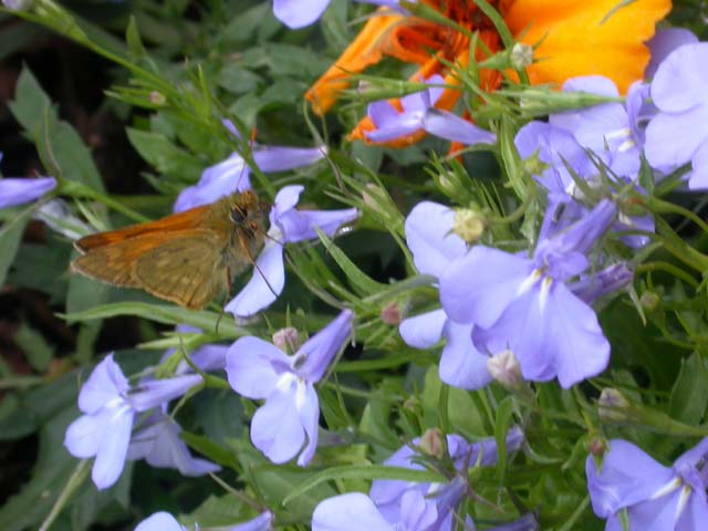 Image of Large Skipper butterfly on Lobelia plant