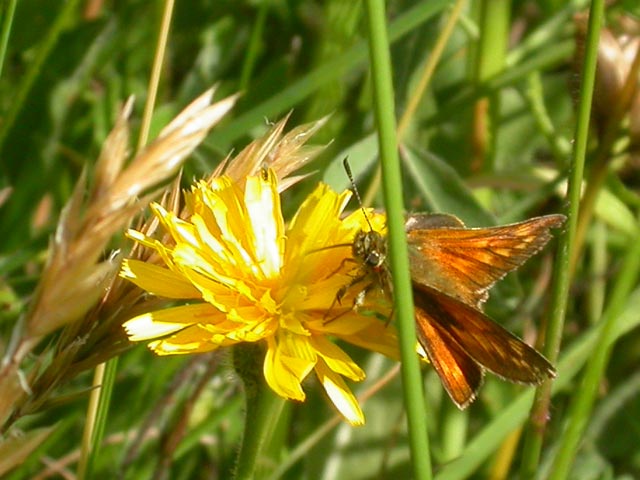 Image of Large Skipper butterfly on unknown plant