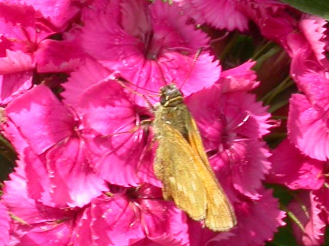 Image of Large Skipper butterfly on Sweet William plant
