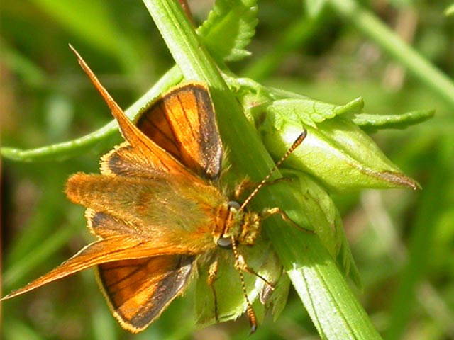 Image of Large Skipper butterfly on unknown plant