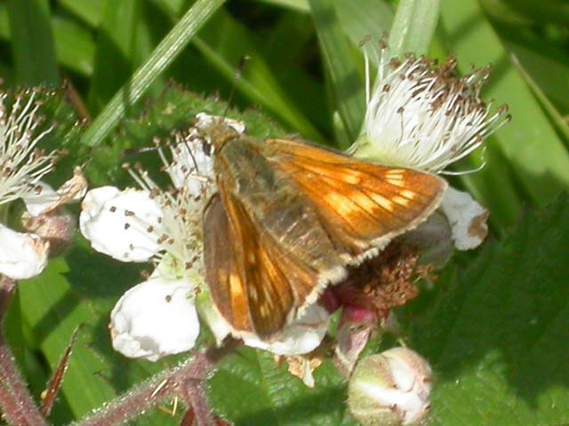 Image of Large Skipper butterfly on Bramble plant