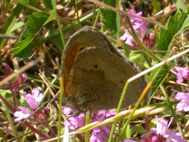 Image of Meadow Brown butterfly on Thyme plant