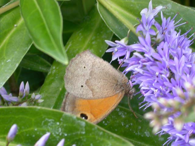 Image of Meadow Brown butterfly on Hebe plant