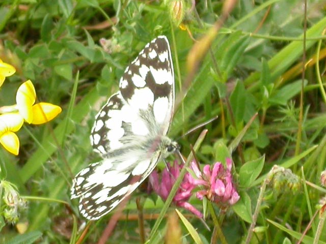 Image of Marbled White butterfly on Ox-eye Daisy plant