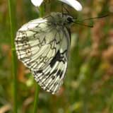 Image of Marbled White butterfly