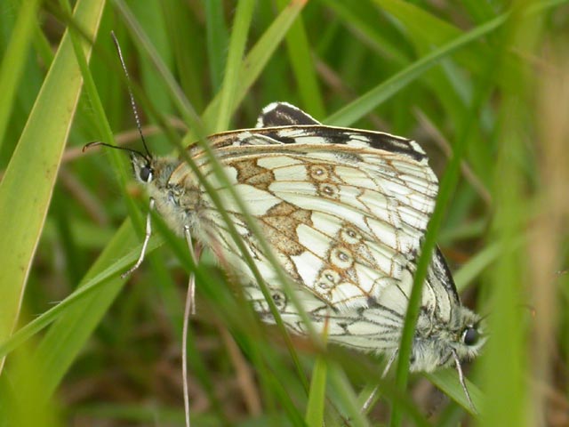 Image of Marbled White butterfly on unknown plant