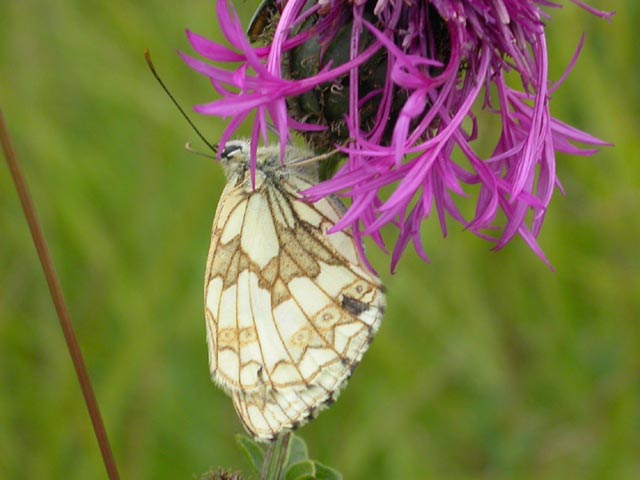 Image of Marbled White butterfly on Knapweed plant