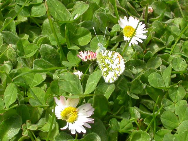 Image of Orange Tip butterfly on Daisy plant