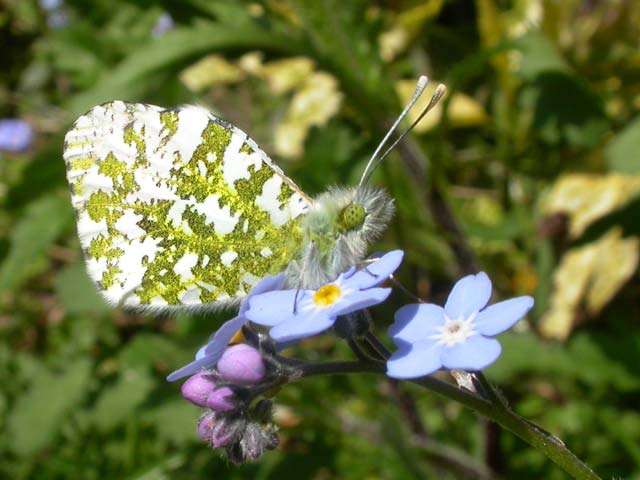 Image of Orange Tip butterfly on Forget-me-not plant