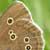 thumbnail link to image of Ringlet butterfly