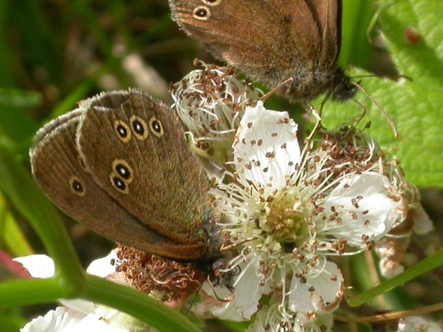 Image of Ringlet butterfly on Bramble plant