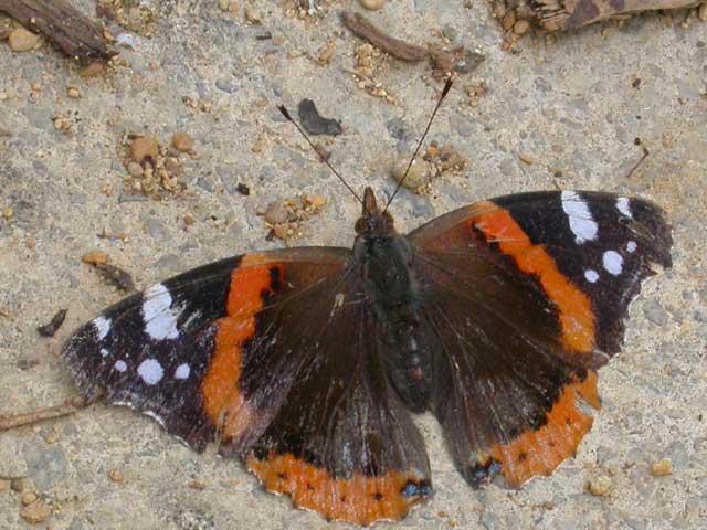 Image of Red Admiral butterfly on no plant