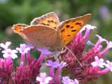 Image of Small Copper butterfly on Verbena bonariensis