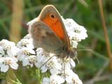 Image of Small Heath butterfly