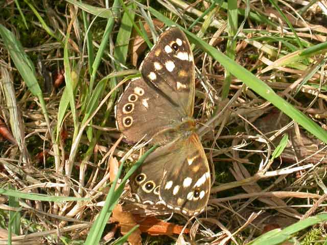 Image of Speckled Wood butterfly 