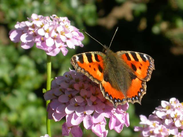 Image of Small Tortoiseshell butterfly on Candytuft plant