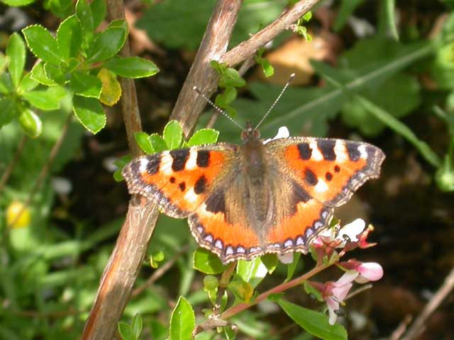 Image of Small Tortoiseshell butterfly on Escallonia plant