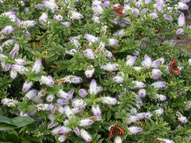 Image of Small Tortoiseshell butterfly on Hebe plant
