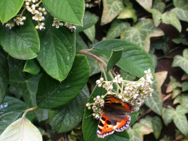 Image of Small Tortoiseshell butterfly on Cotoneaster plant