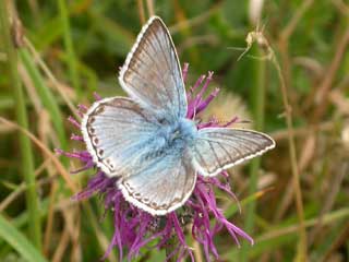 Chalkhill Blue butterfly