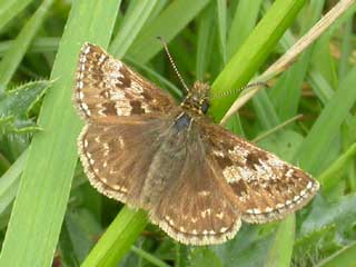 Dingy Skipper butterfly