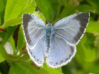 Holly Blue butterfly