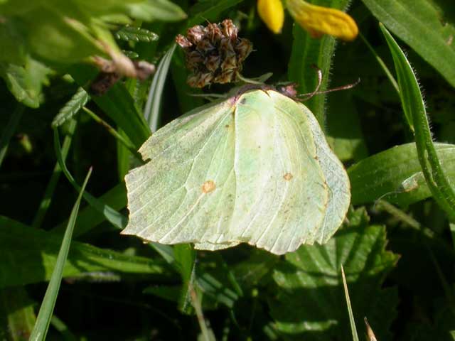Image of Brimstone butterfly 
