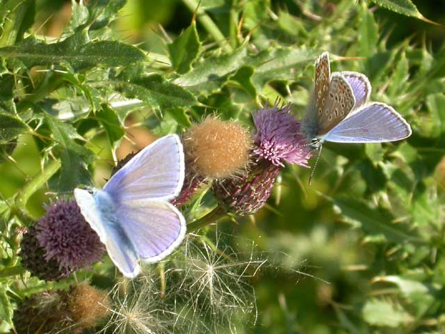 Image of Common Blue butterfly on Thistle plant