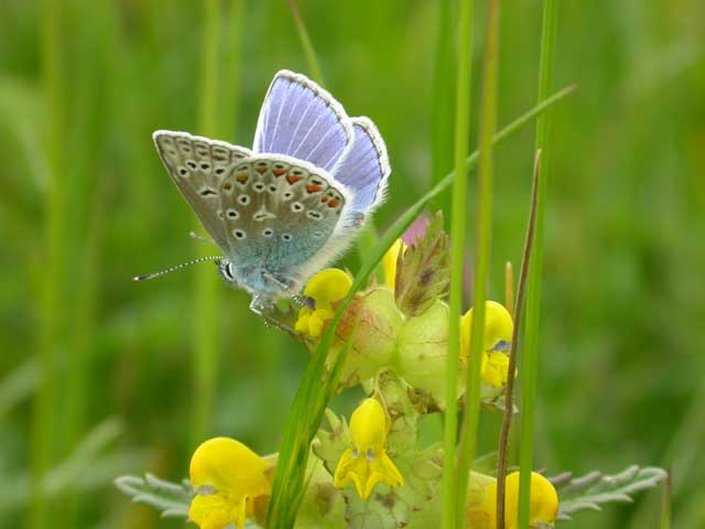Image of Common Blue butterfly on Yellow Rattle plant