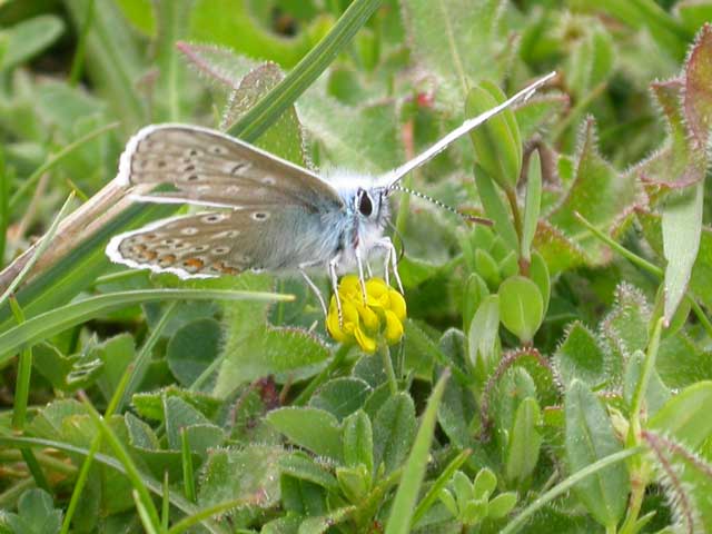 Image of Common Blue butterfly on Tormentil plant