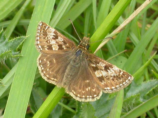 Image of Dingy Skipper butterfly on   plant