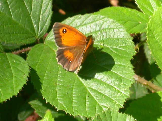 Image of Gatekeeper butterfly on   plant