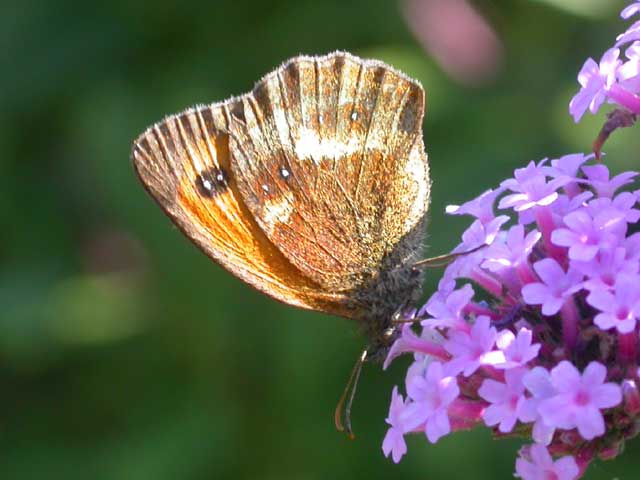 Image of Gatekeeper butterfly on Verbena bonariensis plant