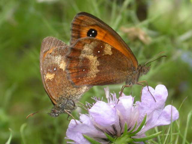 Image of Gatekeeper butterfly on Field Scabious plant