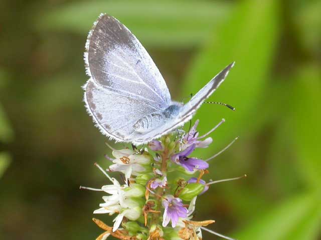 Image of Holly Blue butterfly on Hebe plant