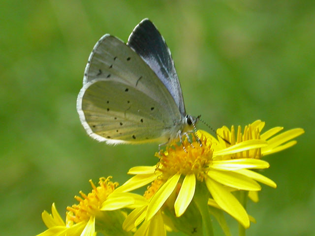 Image of Holly Blue butterfly on Ragwort plant