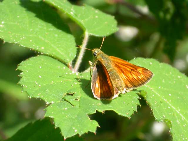 Image of Large Skipper butterfly