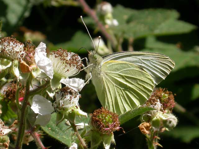 Image of Large White butterfly on Bramble