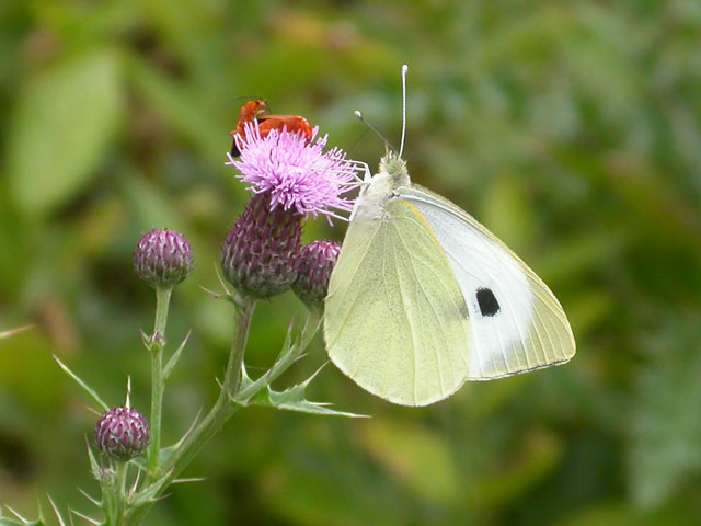 Image of Large White butterfly on Thistle plant