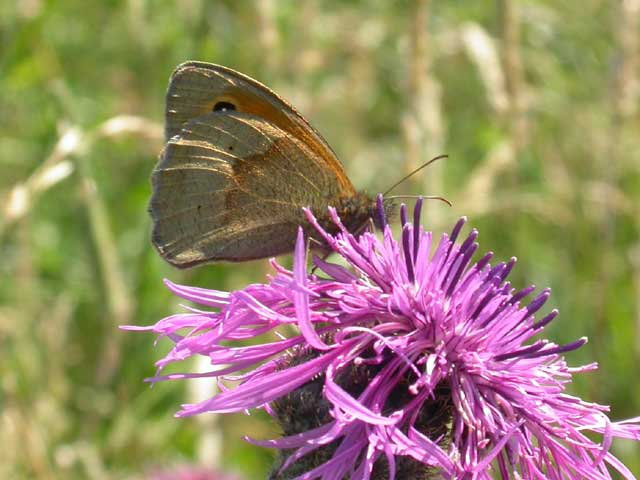 Meadow Brown butterfly on Knapweed