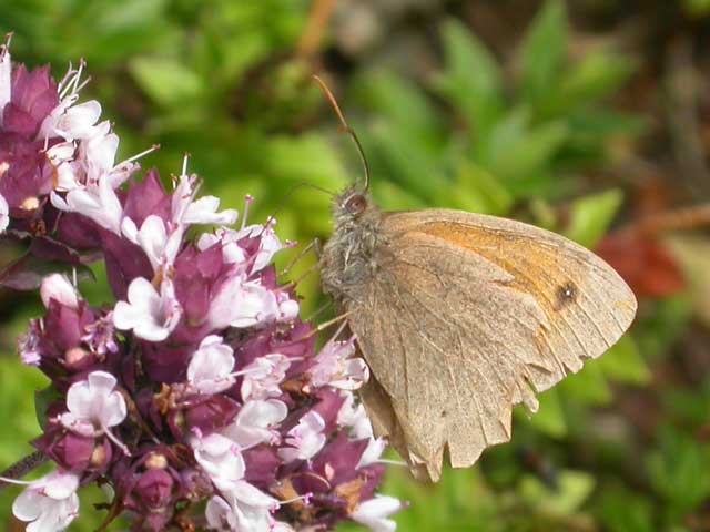 Image of Meadow Brown butterfly on Marjoram plant