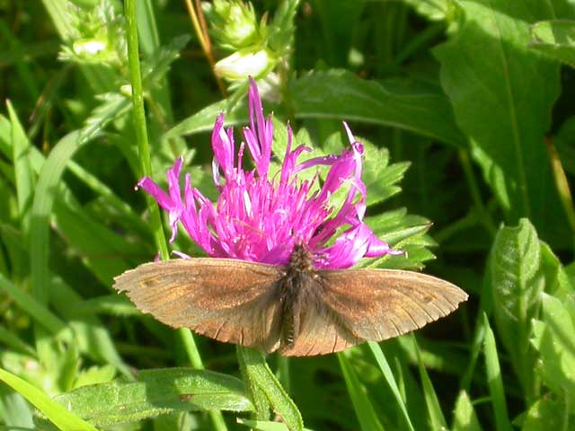 Meadow Brown butterfly on Red Clover