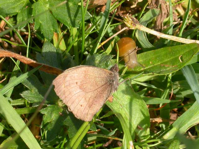 Meadow Brown butterfly in meadow with snail